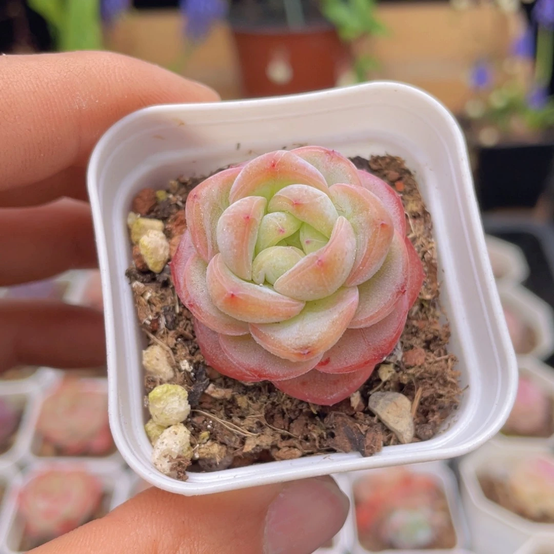 星星珍妮多肉9.9包邮发货