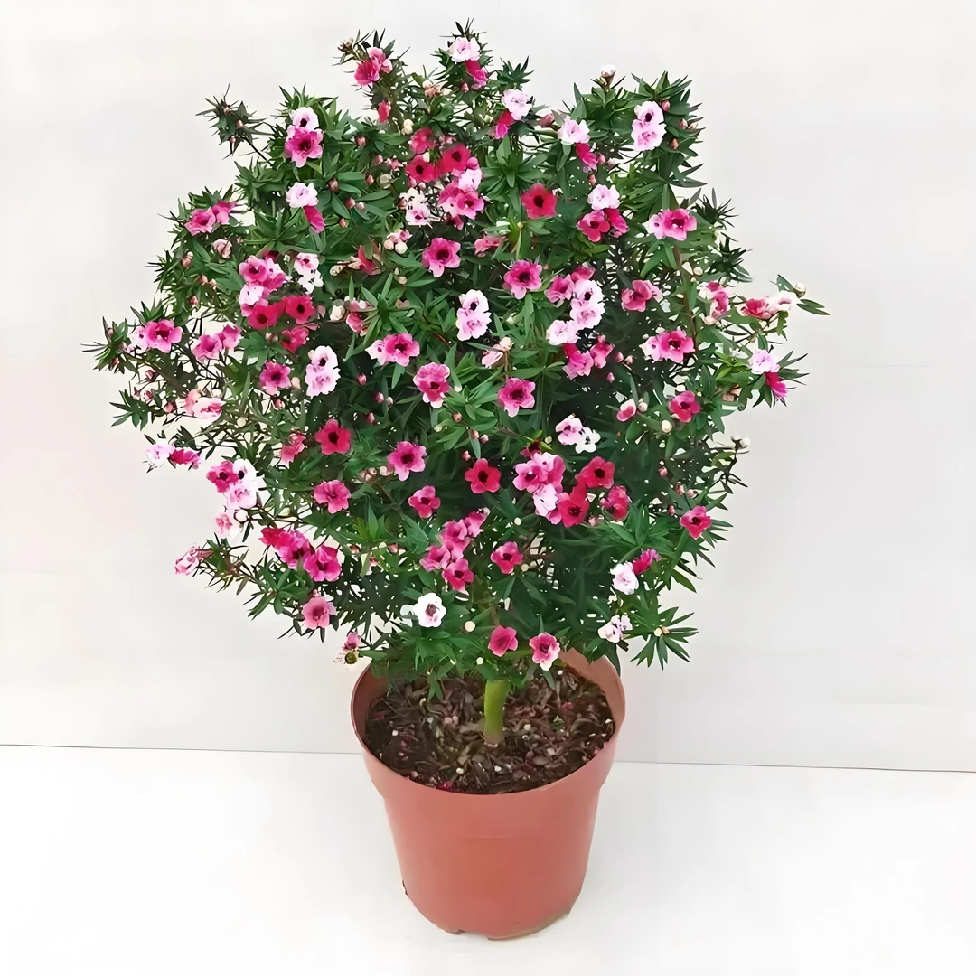 松红梅福利（送保温）