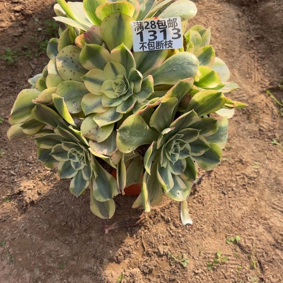 M. 1313香炉盘白多肉1，aaeee