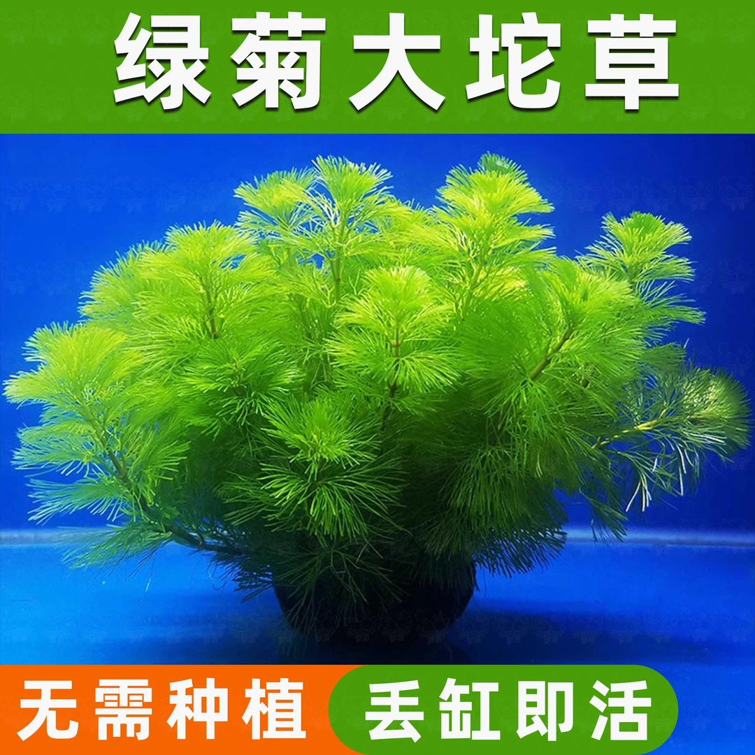 绿菊小坨草乌龟缸鱼缸造景专用水草植物增氧净化水质阴性净化造景