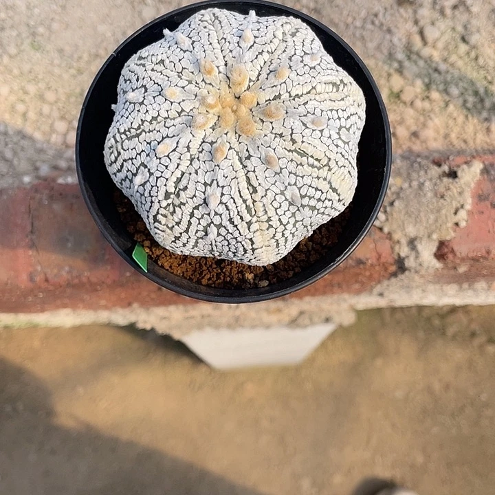 v兜浓白瑕疵特价秒