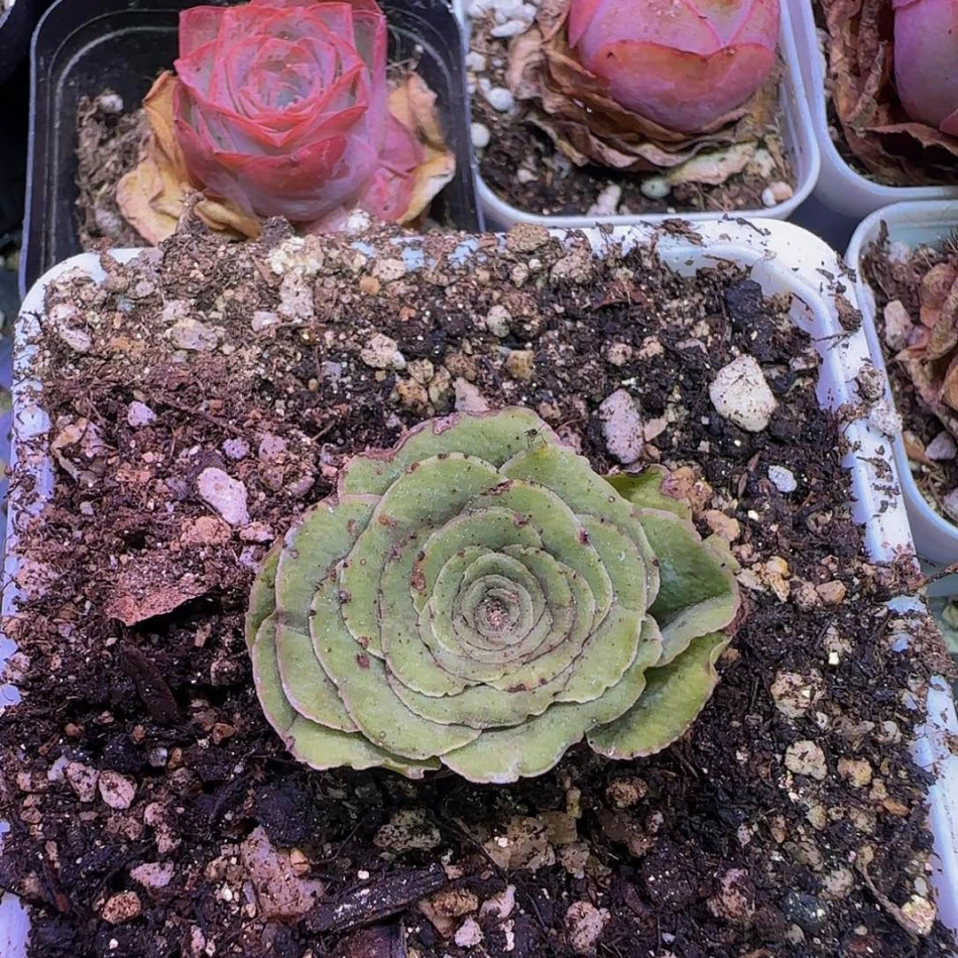 麦***…花姑娘蕾丝 非偏远包邮