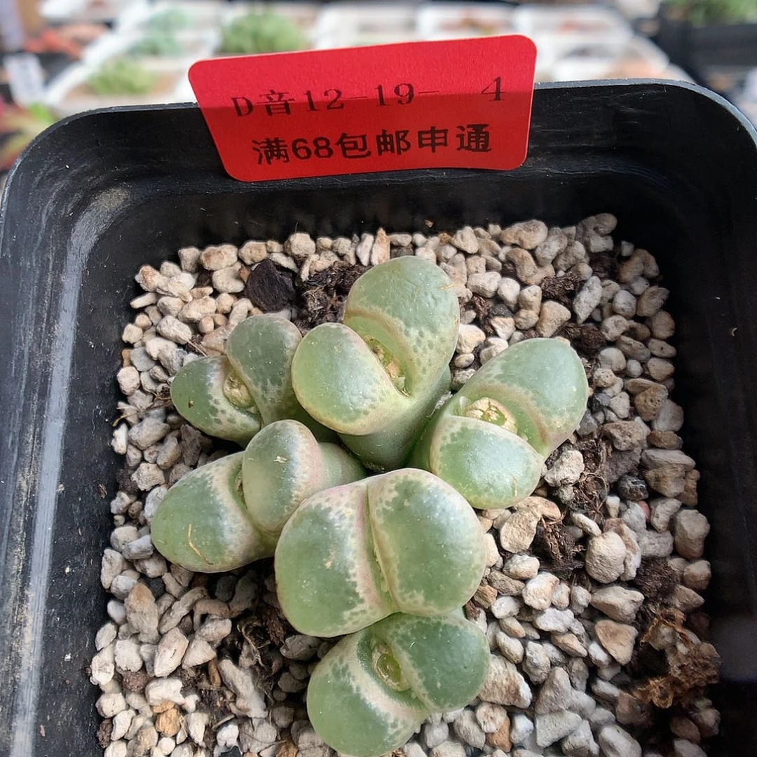 12-19-4  风铃一群