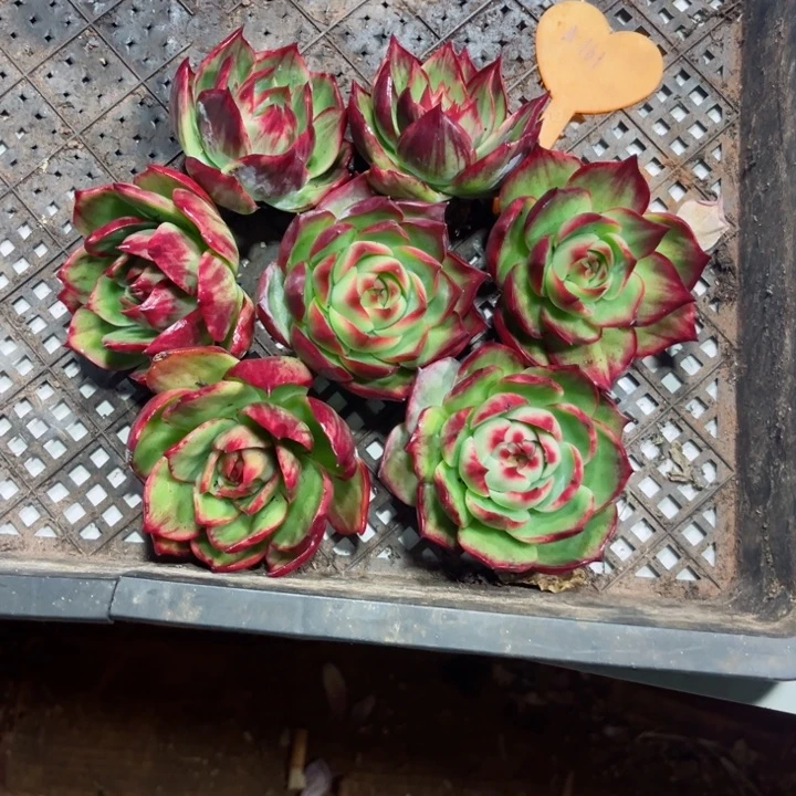 红****惊鸿仙子多肉植物A161