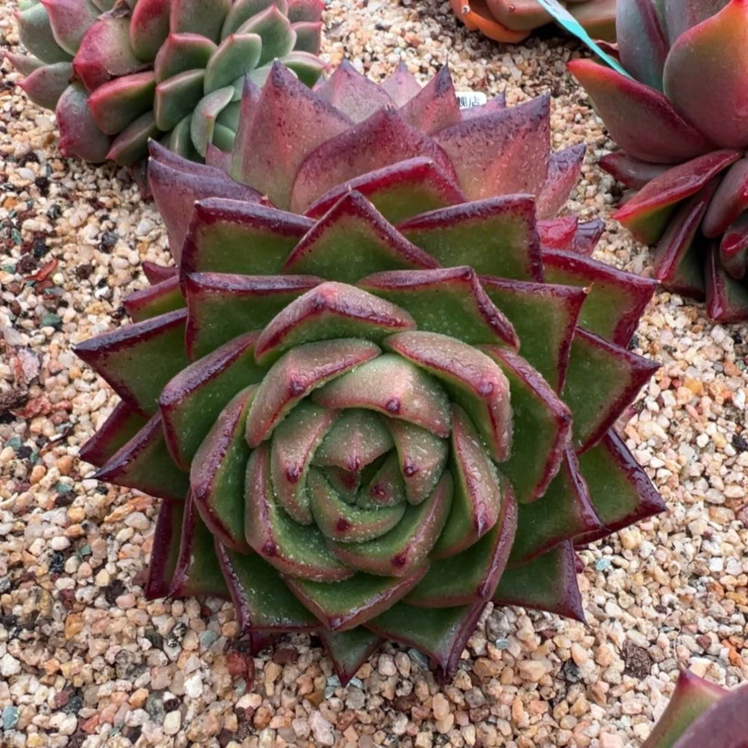 从前慢多肉精选编号0116.118