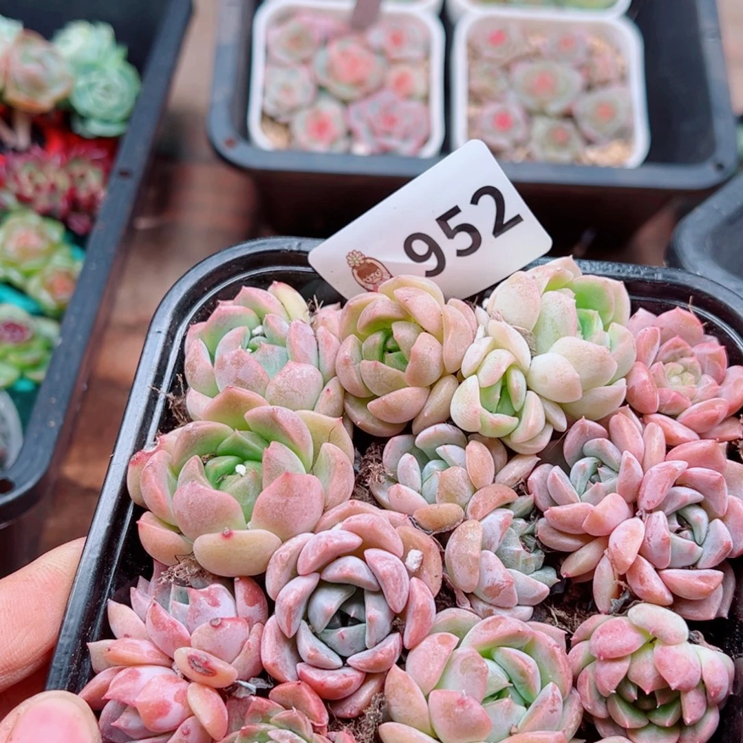 多肉植物多肉植物