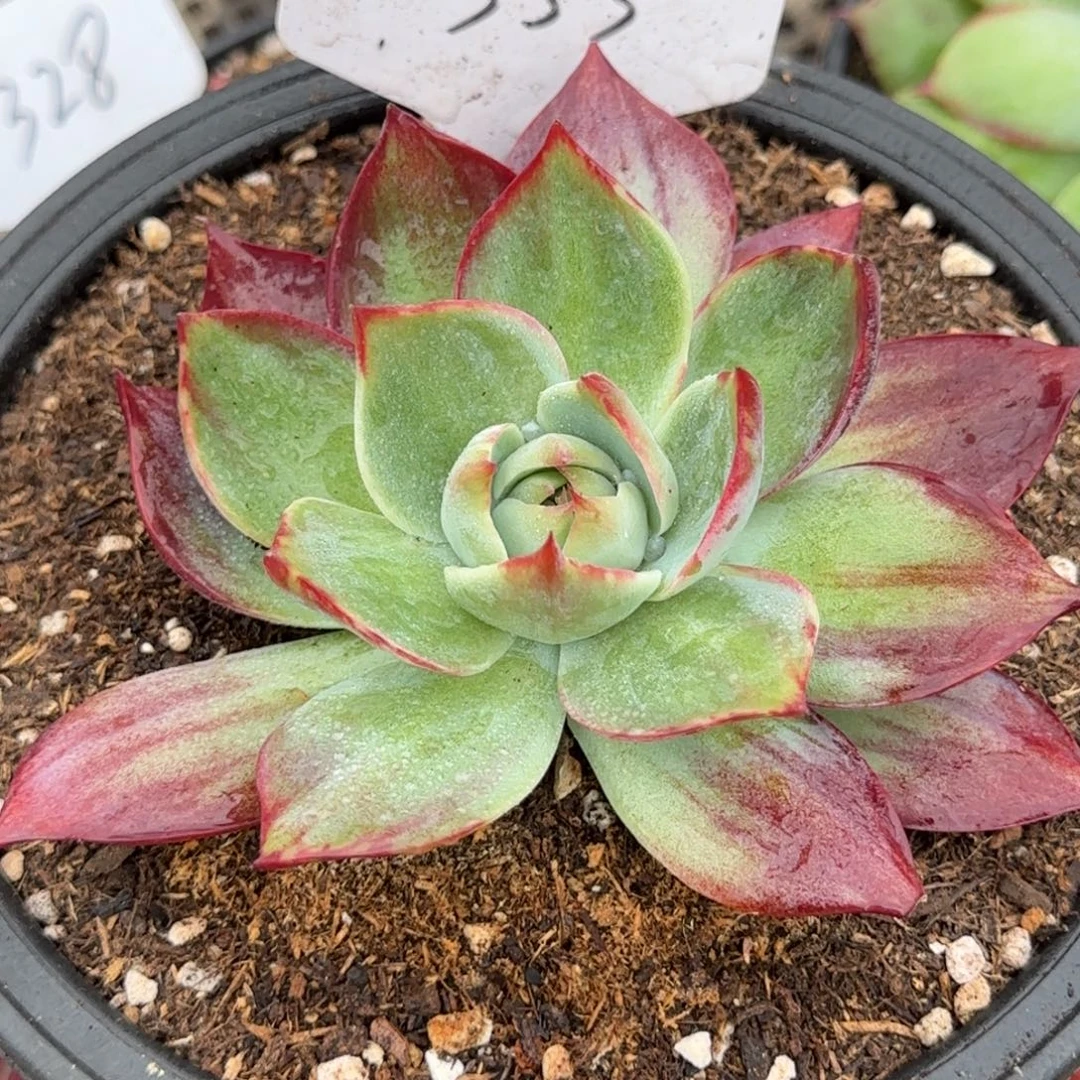 惊鸿一物一拍包装收缩花旱353