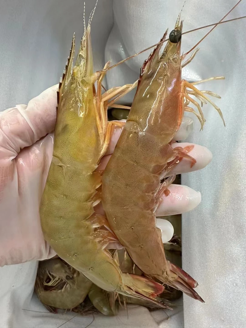 【当天活冻】礼盒装 湛江天然野生大明虾白虾海虾活虾速冻 顺丰发货