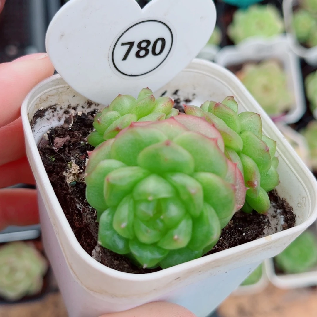 780号小老桩灯泡珍妮群
