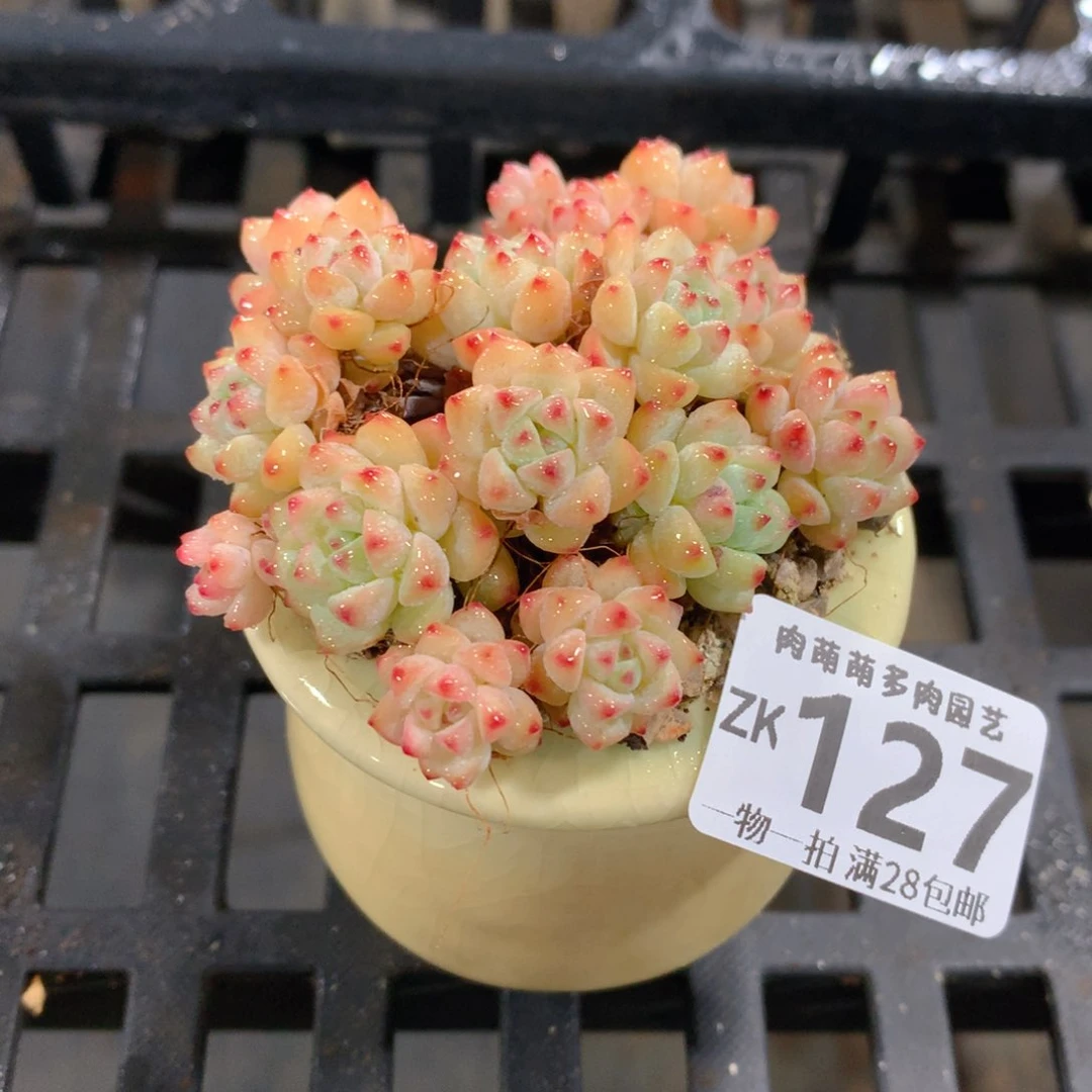 肉萌萌拇指盆精控多肉ZK127