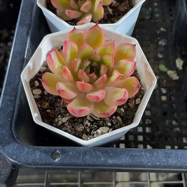 八角盆仙子带盆土发