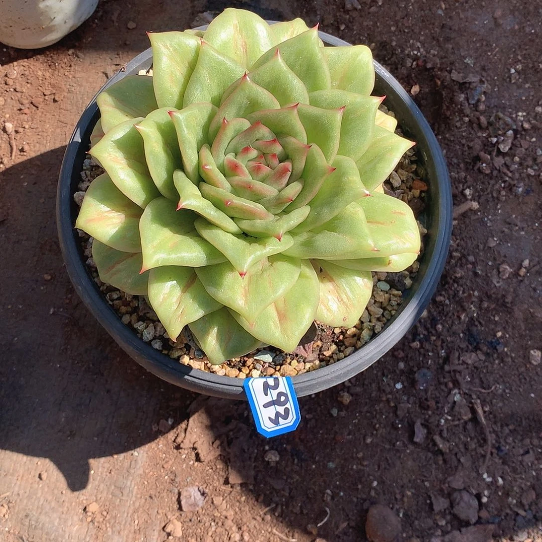 293玫瑰锦 一物一拍多肉