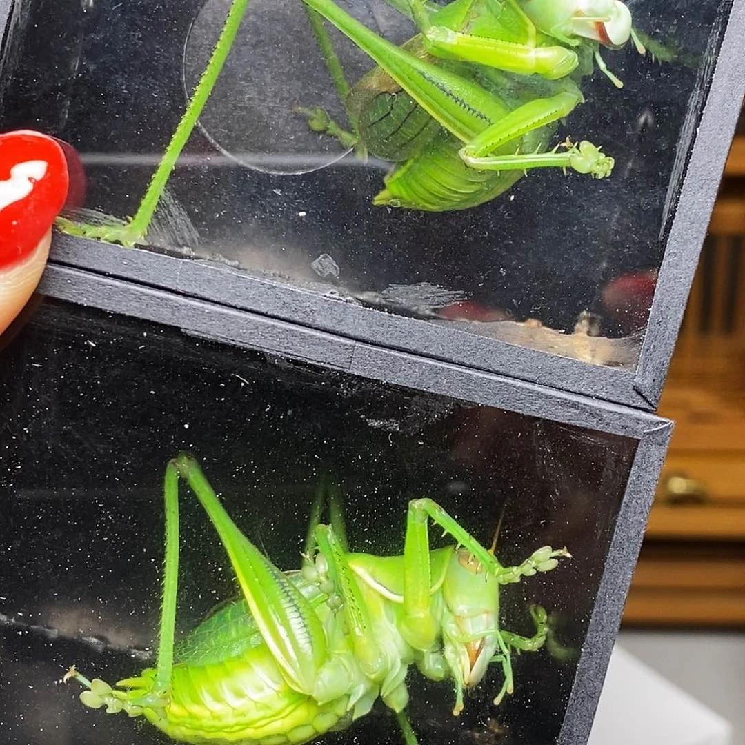 绿蝈蝈哈哈哈哈哈哈哈