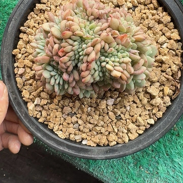 凌雪缀化无砍多肉
