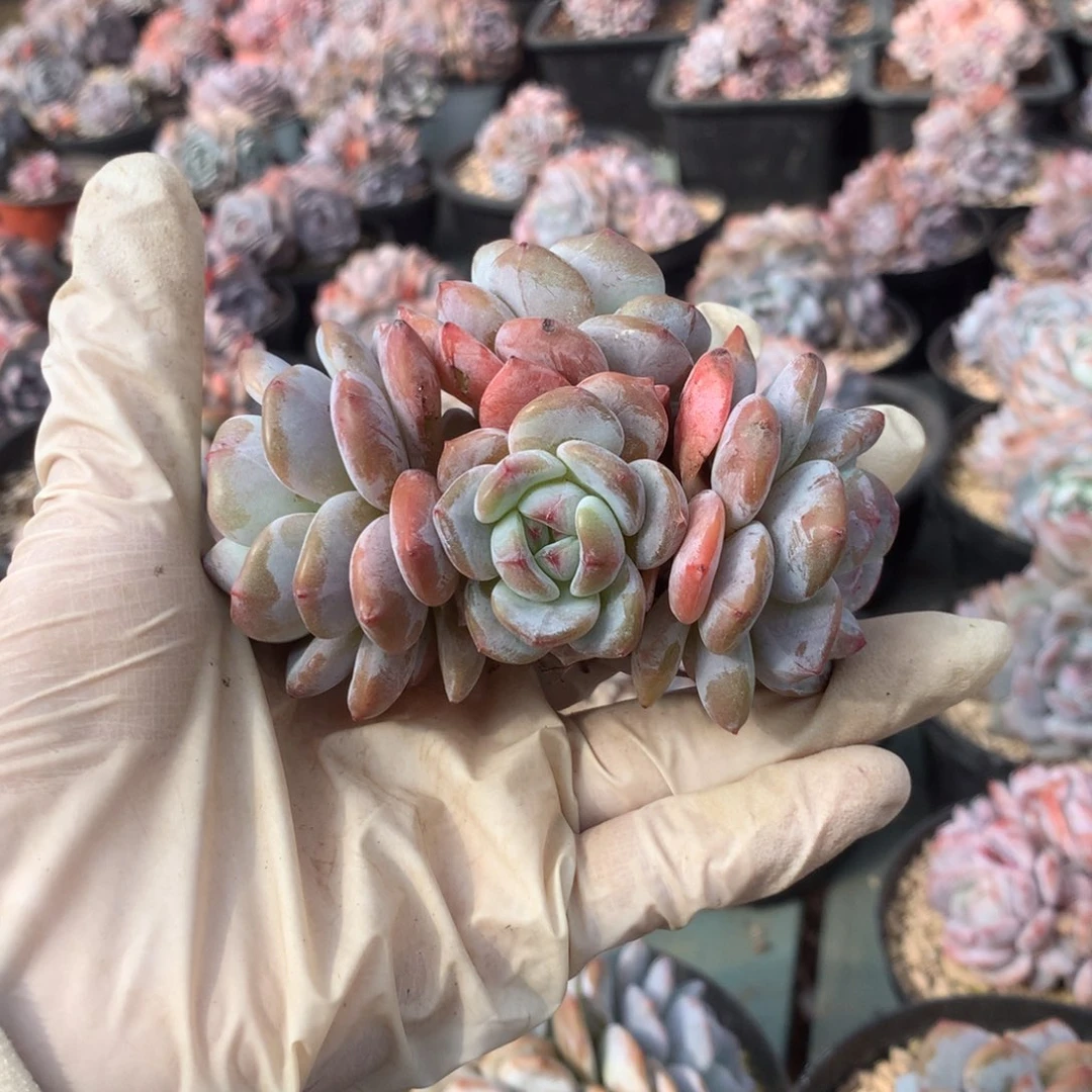 无花朵哈哈哈哈哈哈哈哈13