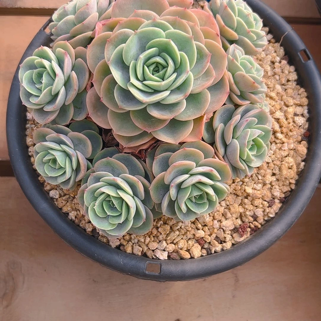 安*哈密瓜手捧180号一物一拍