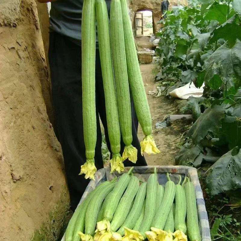 【全场满5包包邮】长香丝瓜春季易存货早熟蛇形