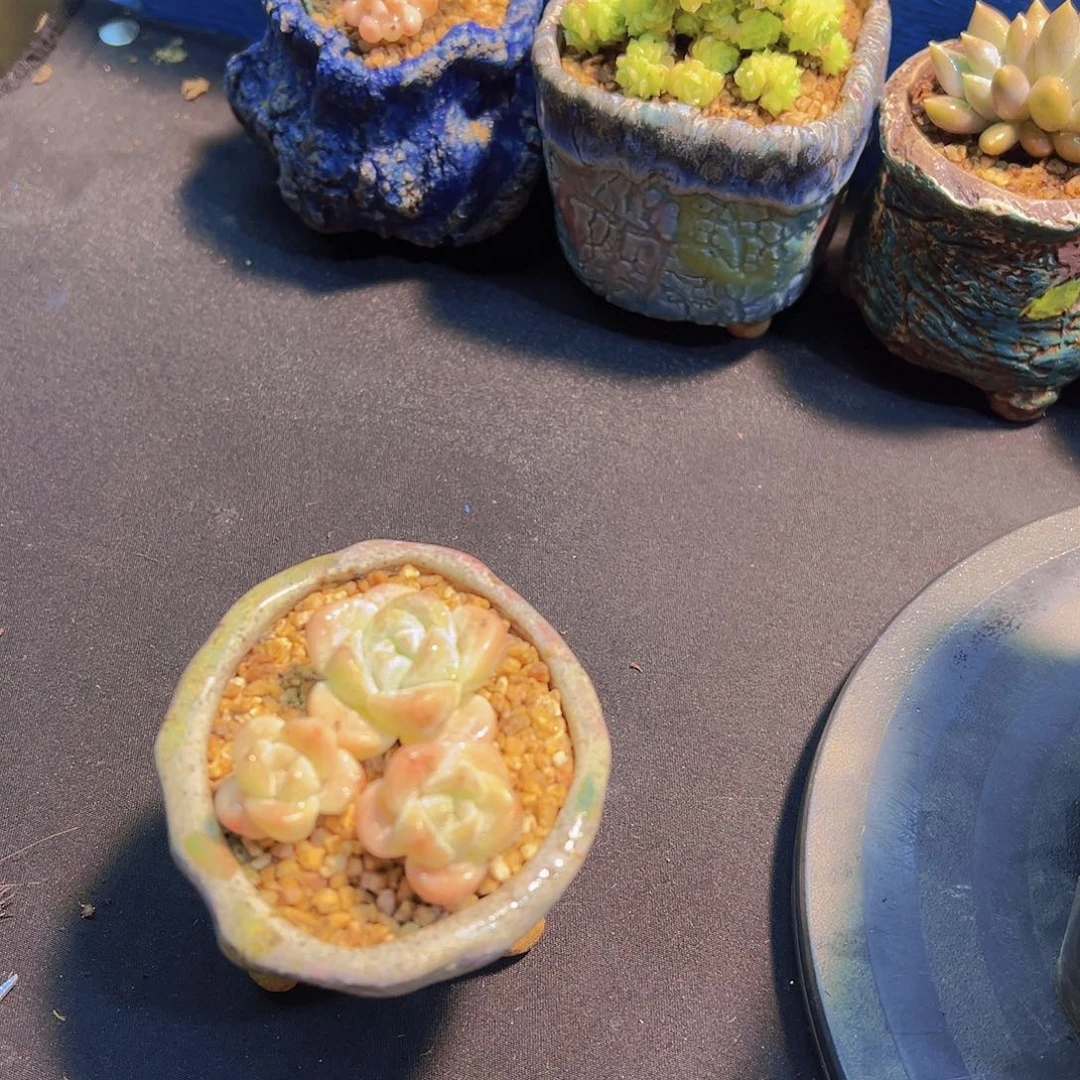 好****子奶油冰玉，多肉植物.