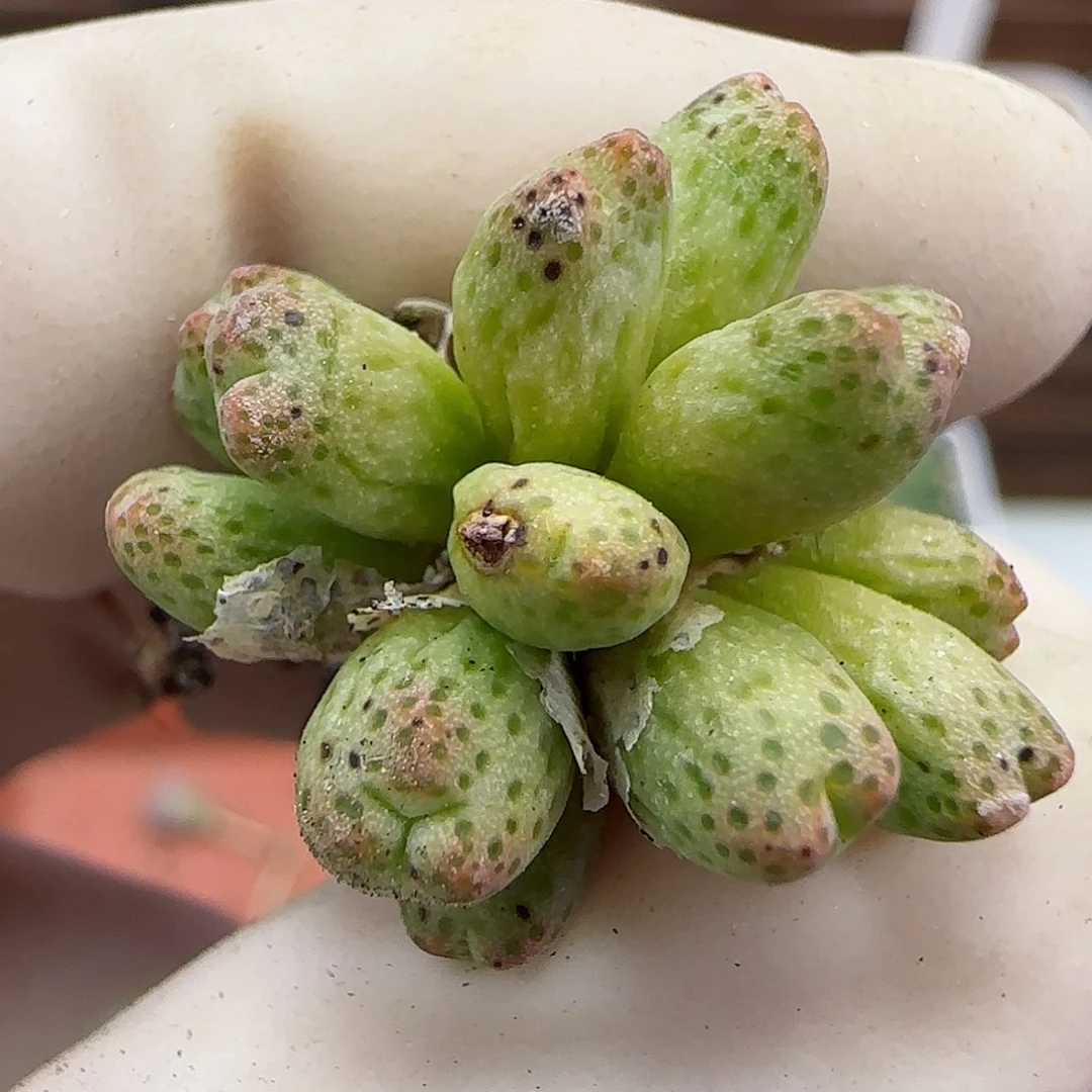 244龙猫斑马福利