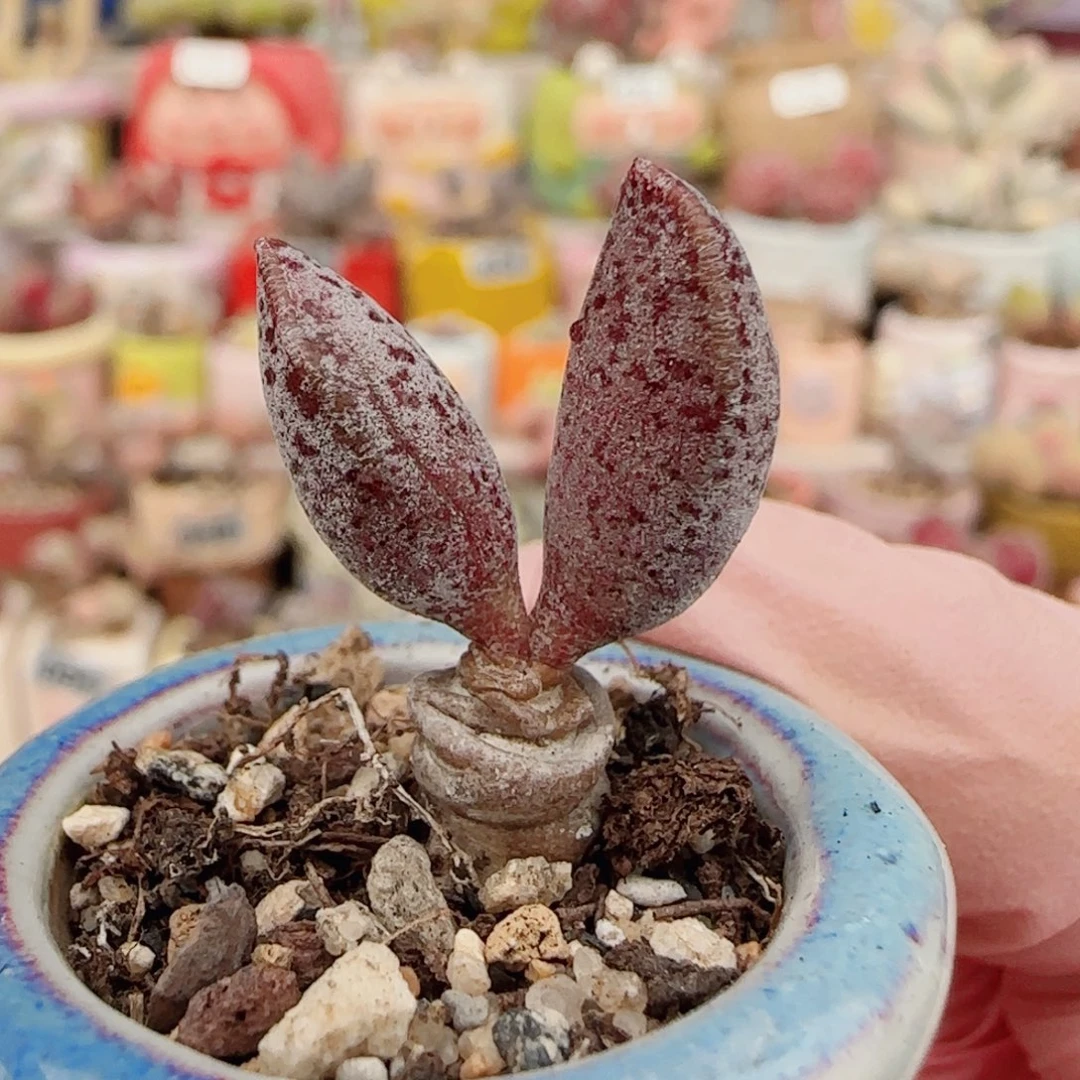 特白紫 盆口2.5cm