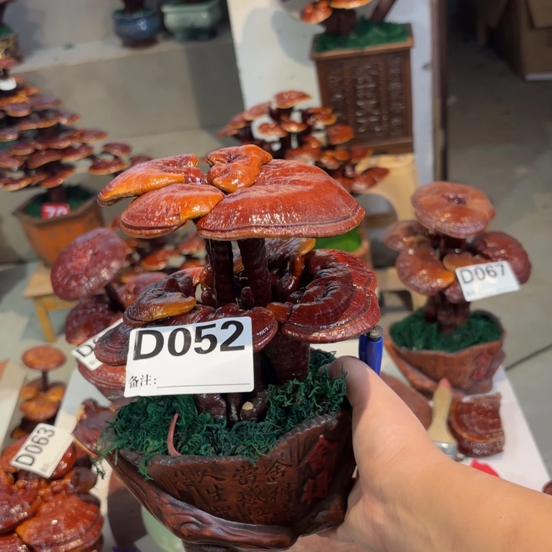 棒***糖灵芝88888888888888