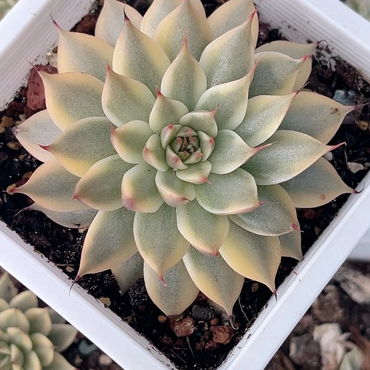 尚品园艺宽叶银星锦