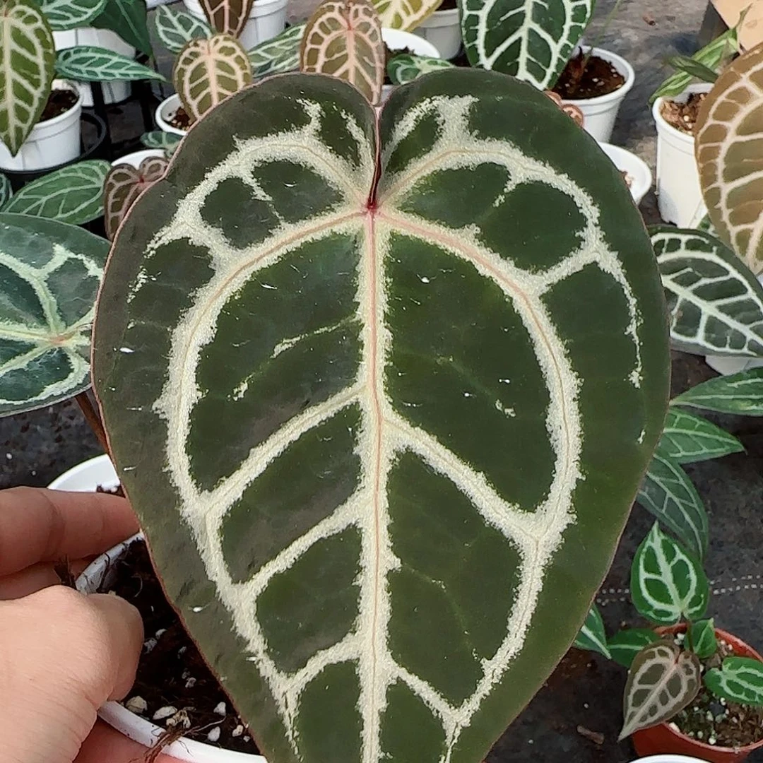 完全开放红皇后杂红