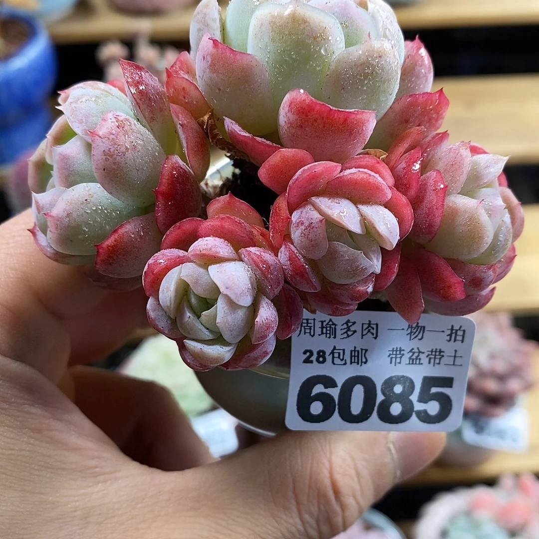 精控多肉植物6085