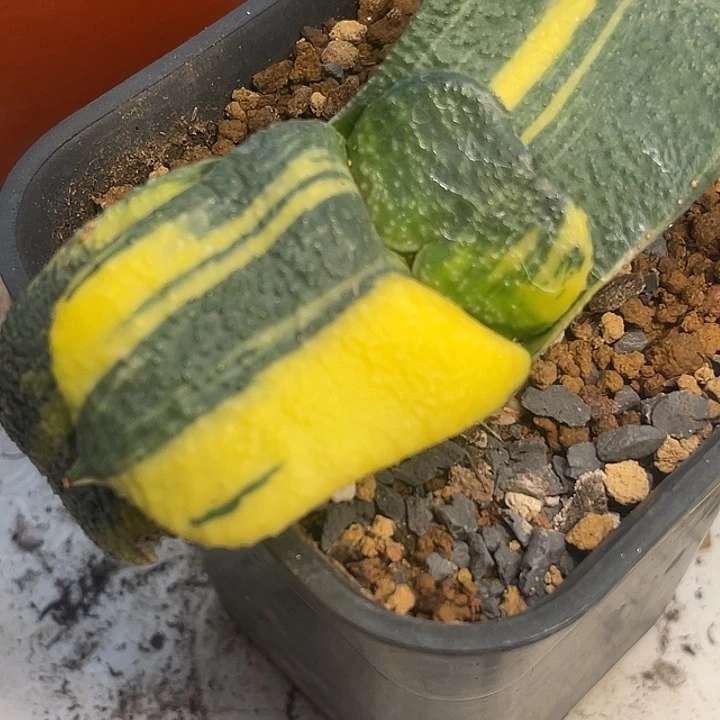 实生卧牛锦一物一拍