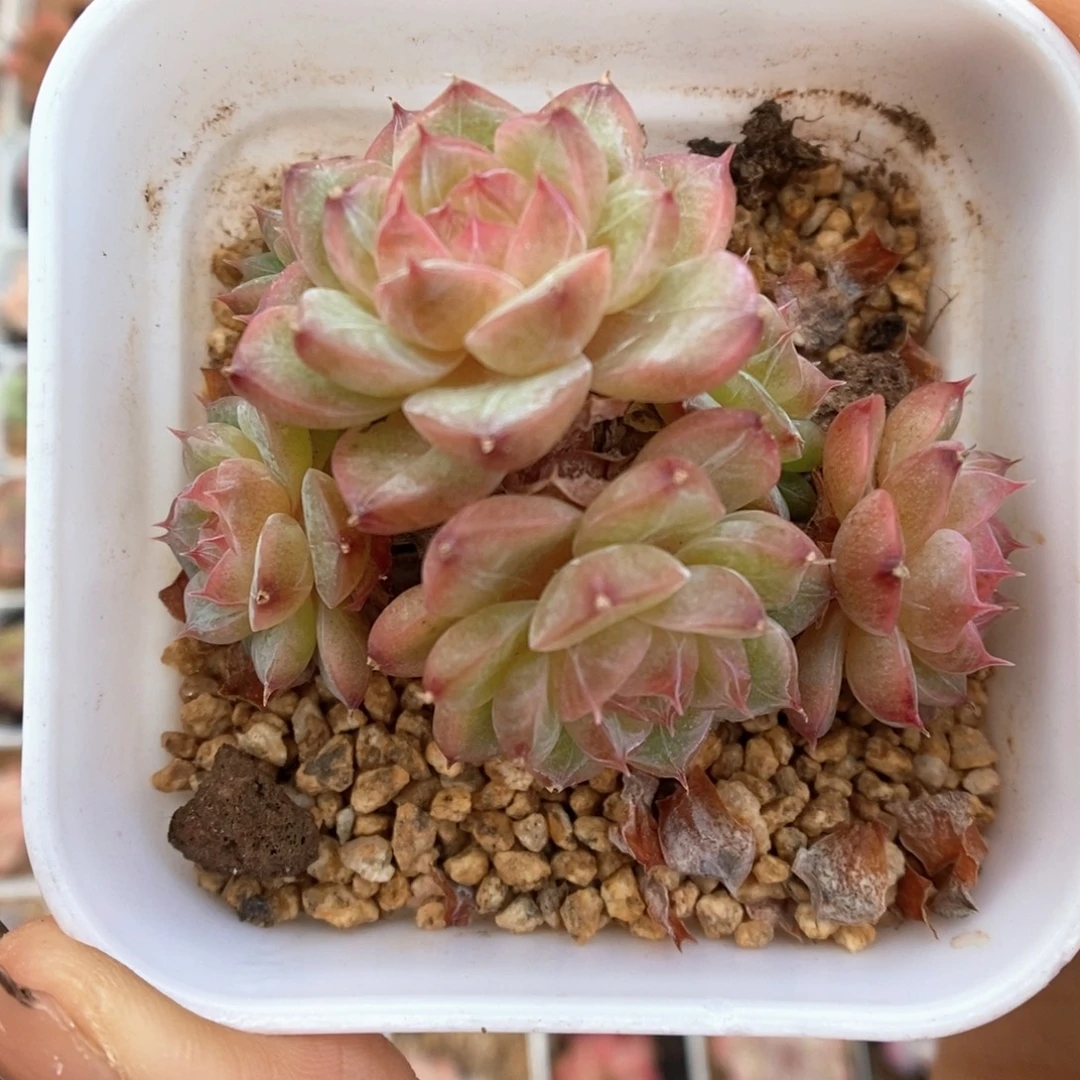 缤纷珍妮群生495号。
