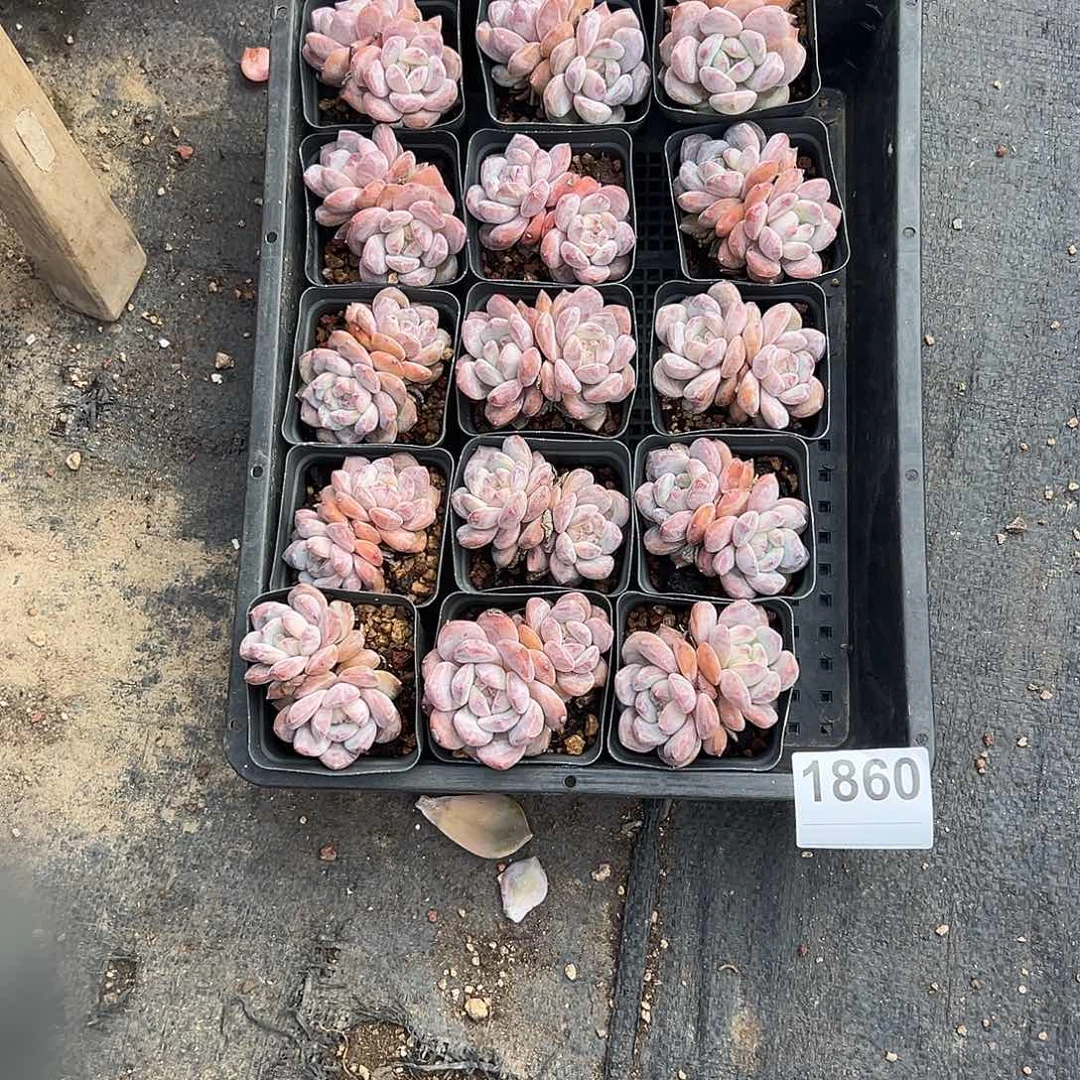 *****20个星影双头脱土发货的