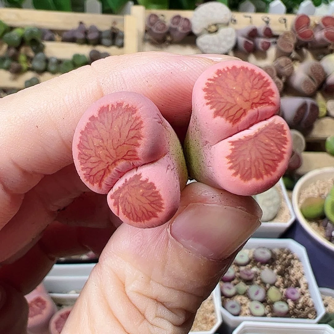 无花朵母本菊锦一颗包邮……………………
