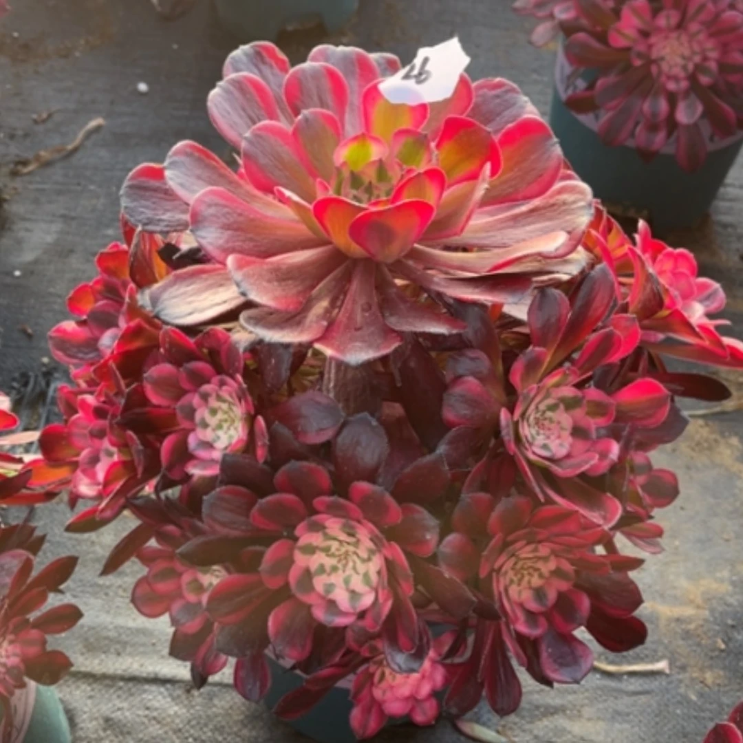 【闪购商品】26红铜白多肉法师