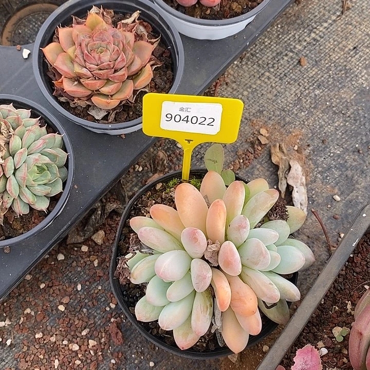 蓝****朵福利多多。904022