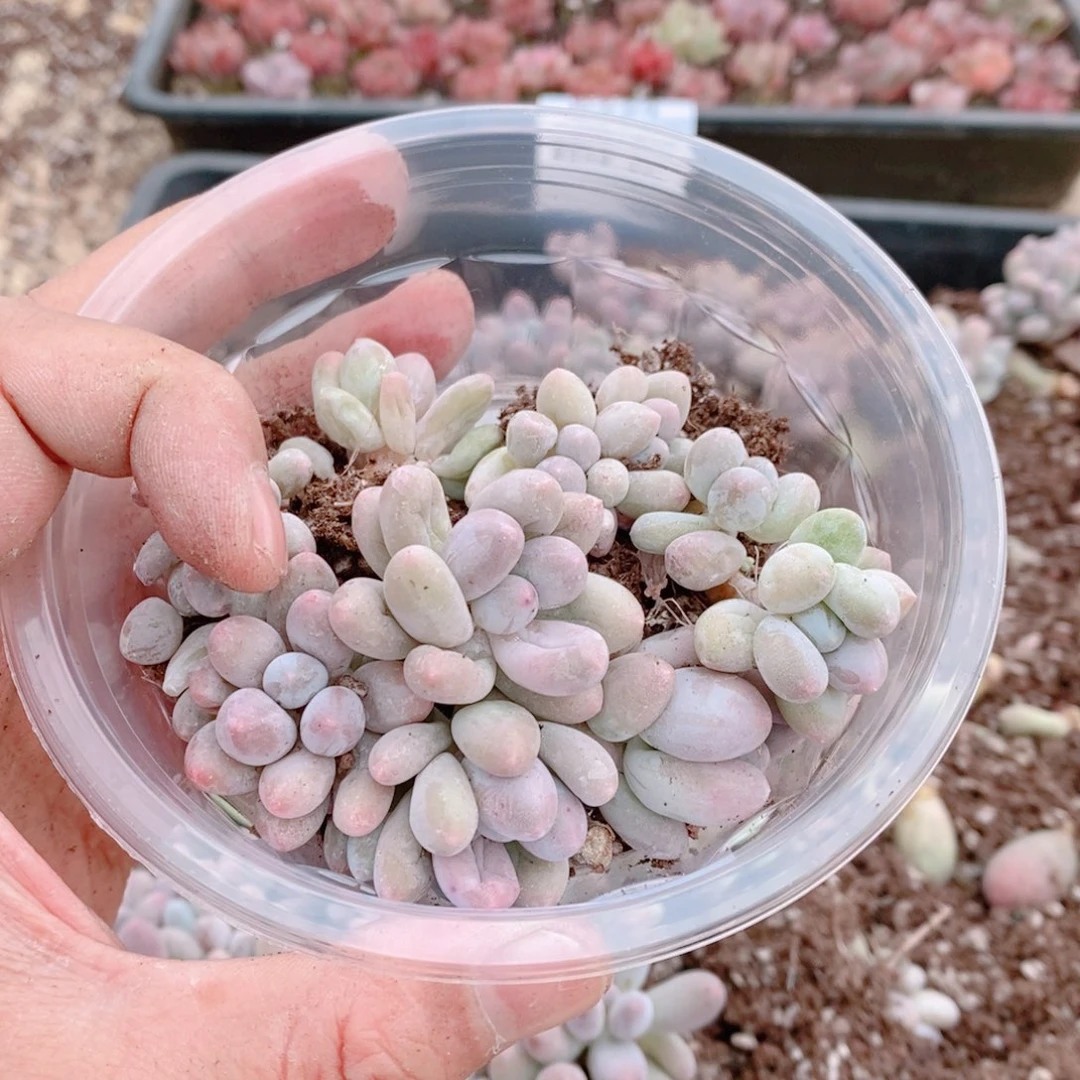 多肉植物精品切糕B347