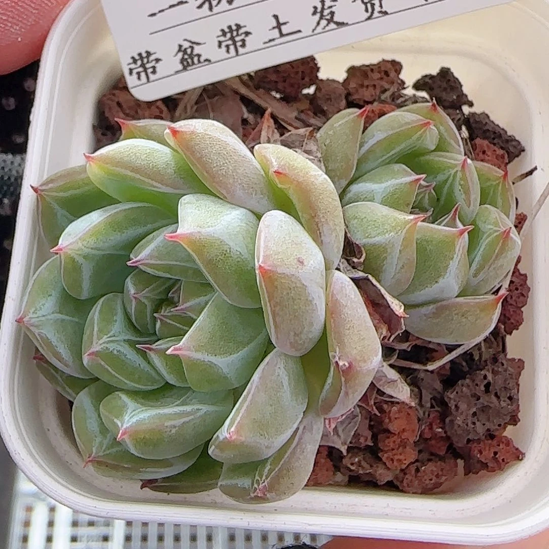 多肉0715-52雪花珍妮双头