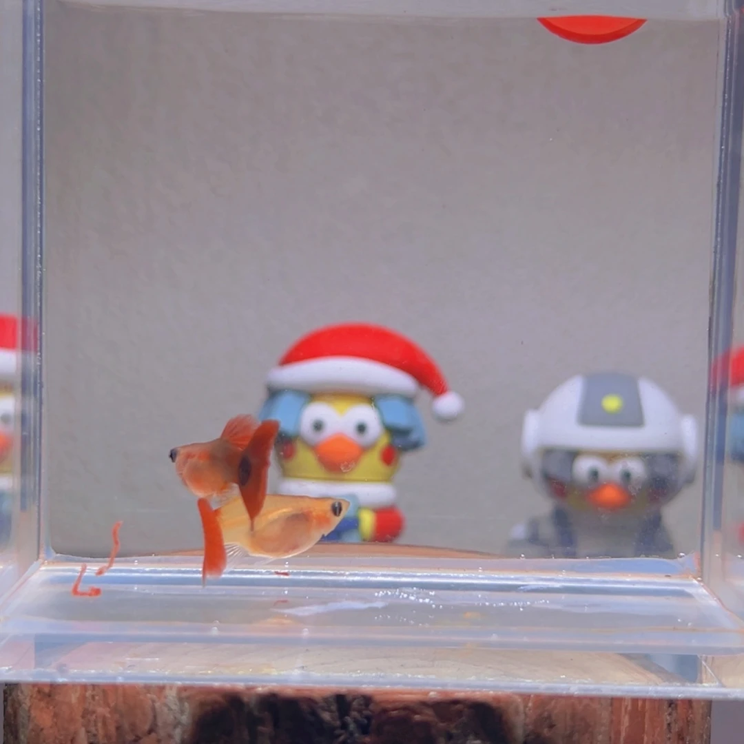 孔雀鱼玻璃包孔雀鱼4