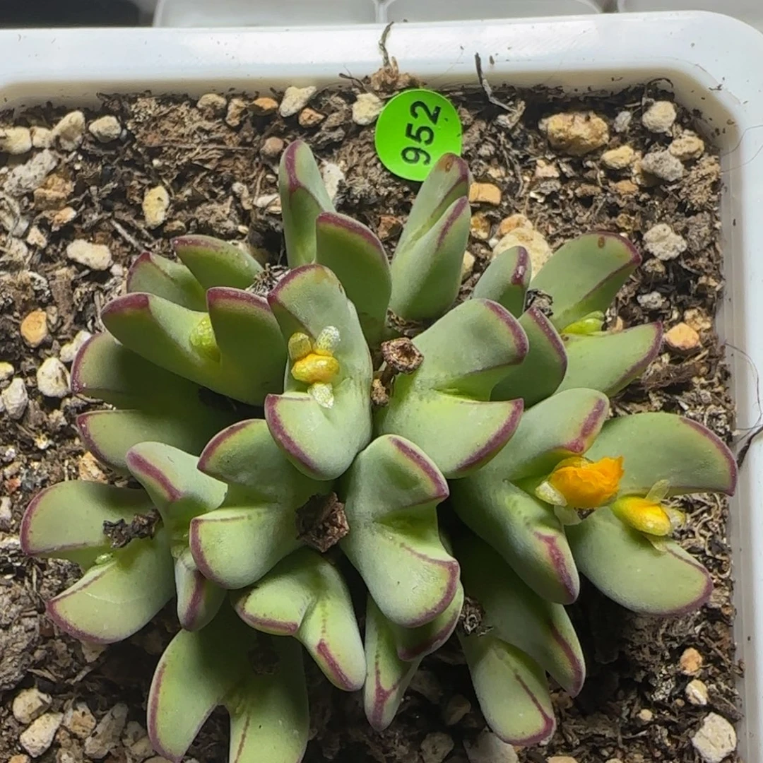 漂漂亮亮多肉植物952