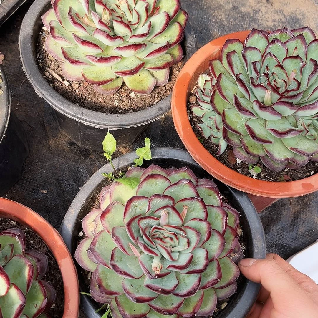 翠*肉酱5颗38.88多肉植物