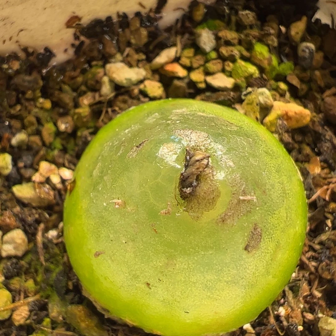 多肉植物百科698