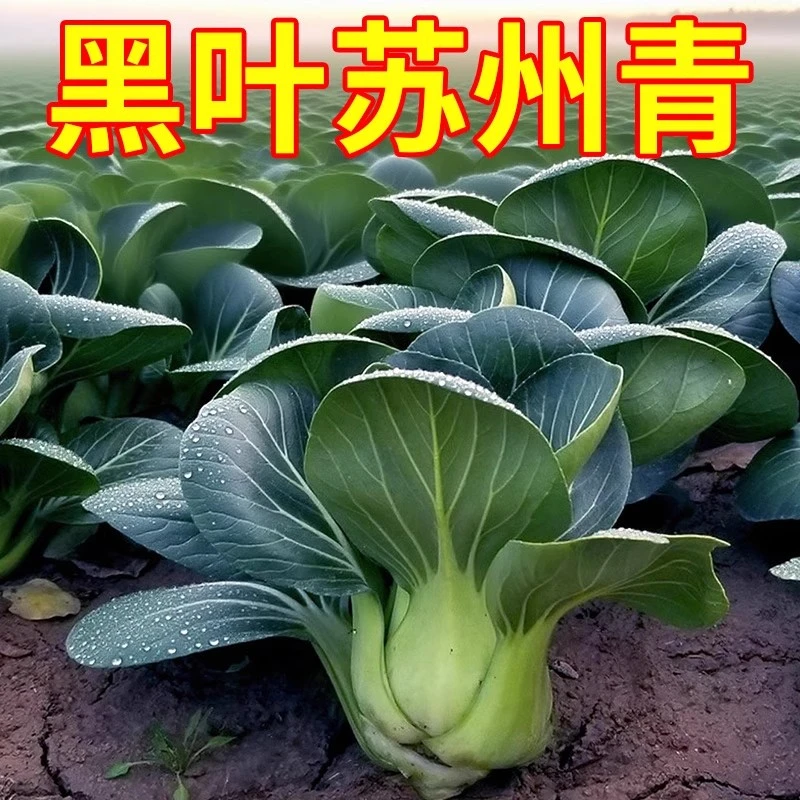 【黑叶矮脚苏州青种子】黑大头肉厚趴地菜种籽四季耐寒抗冻蔬菜种子