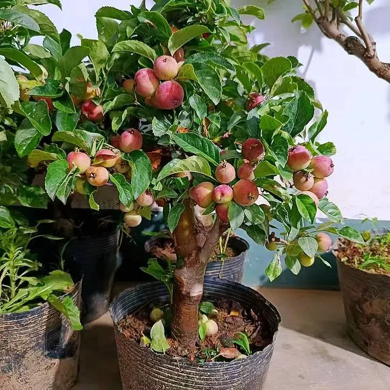 【赏花赏果吃果果】红贵妃海棠花带花苞带花芽发货南北方养殖