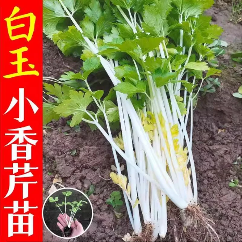 四季白芹菜苗秧苗脆嫩四川白杆白梗芹菜白玉小香芹西芹苗蔬菜