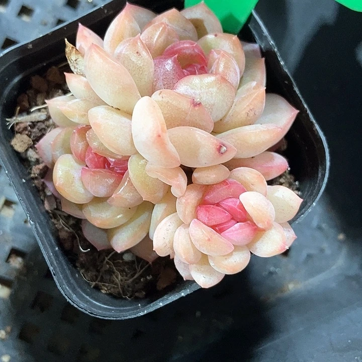 多肉植物琴心837