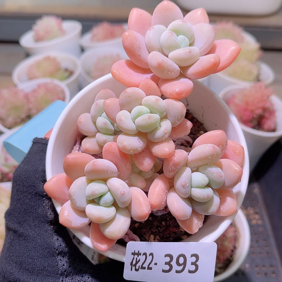 花利美22-393洛神