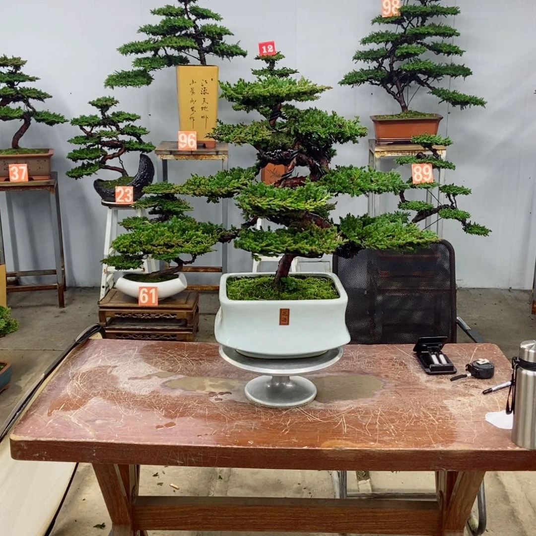 无花朵珍珠柏盆景