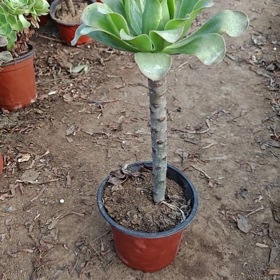 艳姿法师加急发货3