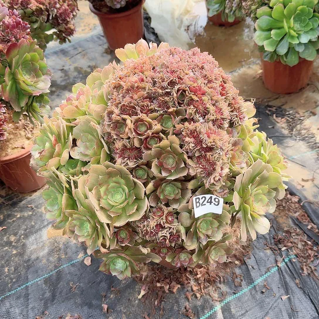 249火玫瑰朵朵一颗呀呀