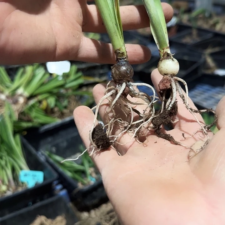 紫纱裙朱顶红一棵1.5