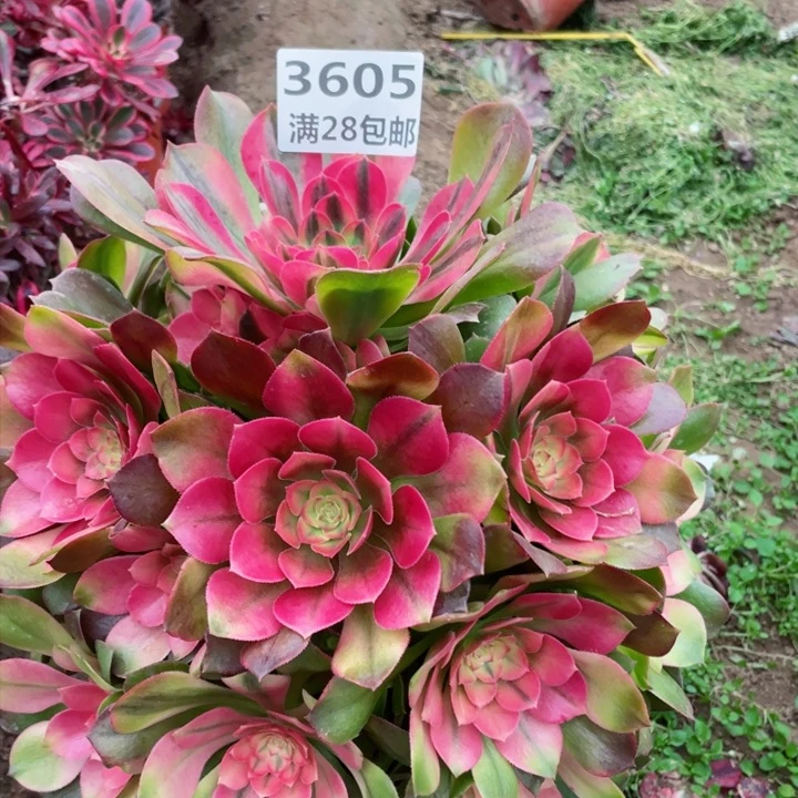 3605一号棚雅典娜多肉